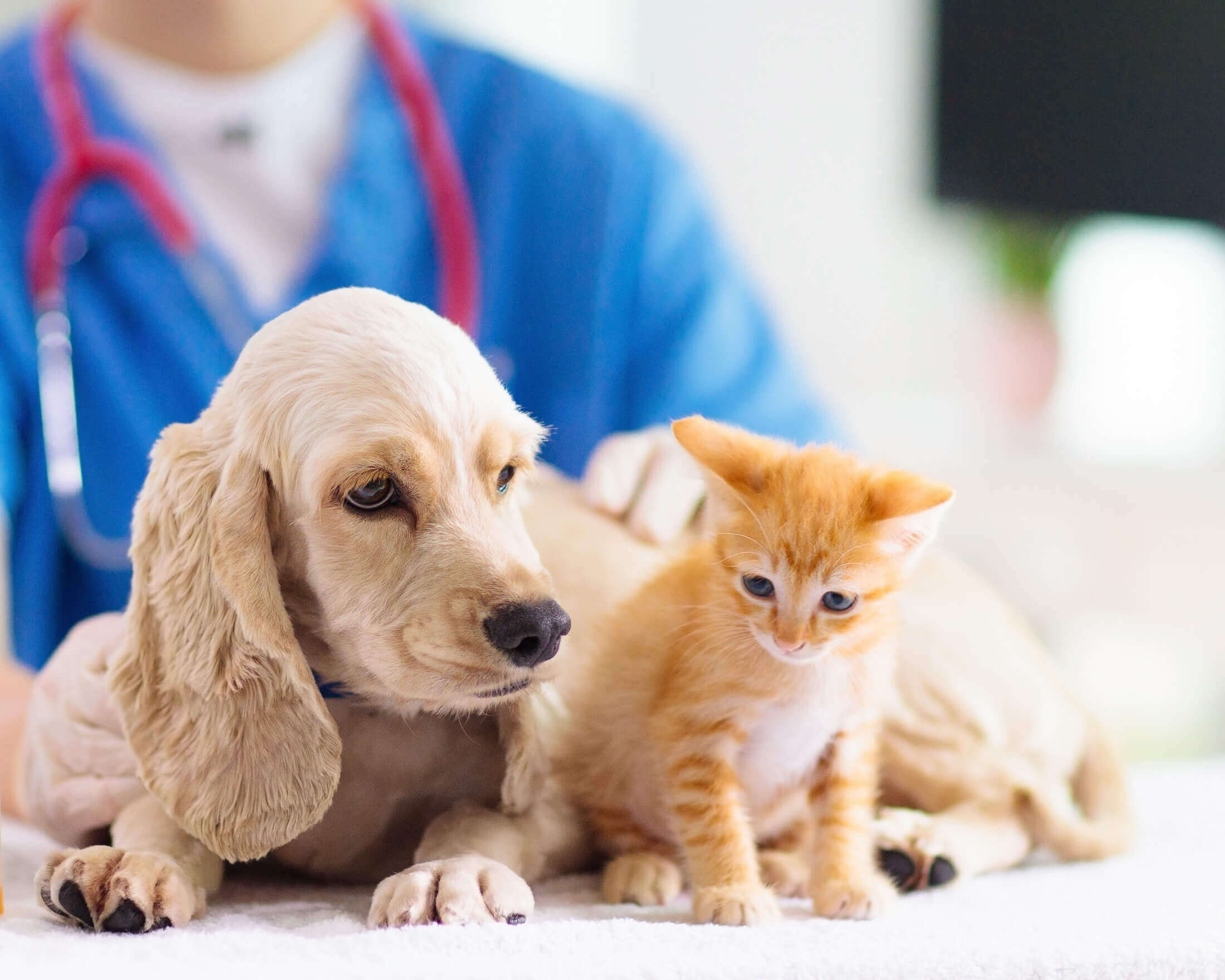 dosimetry badges are worn by veterinarians